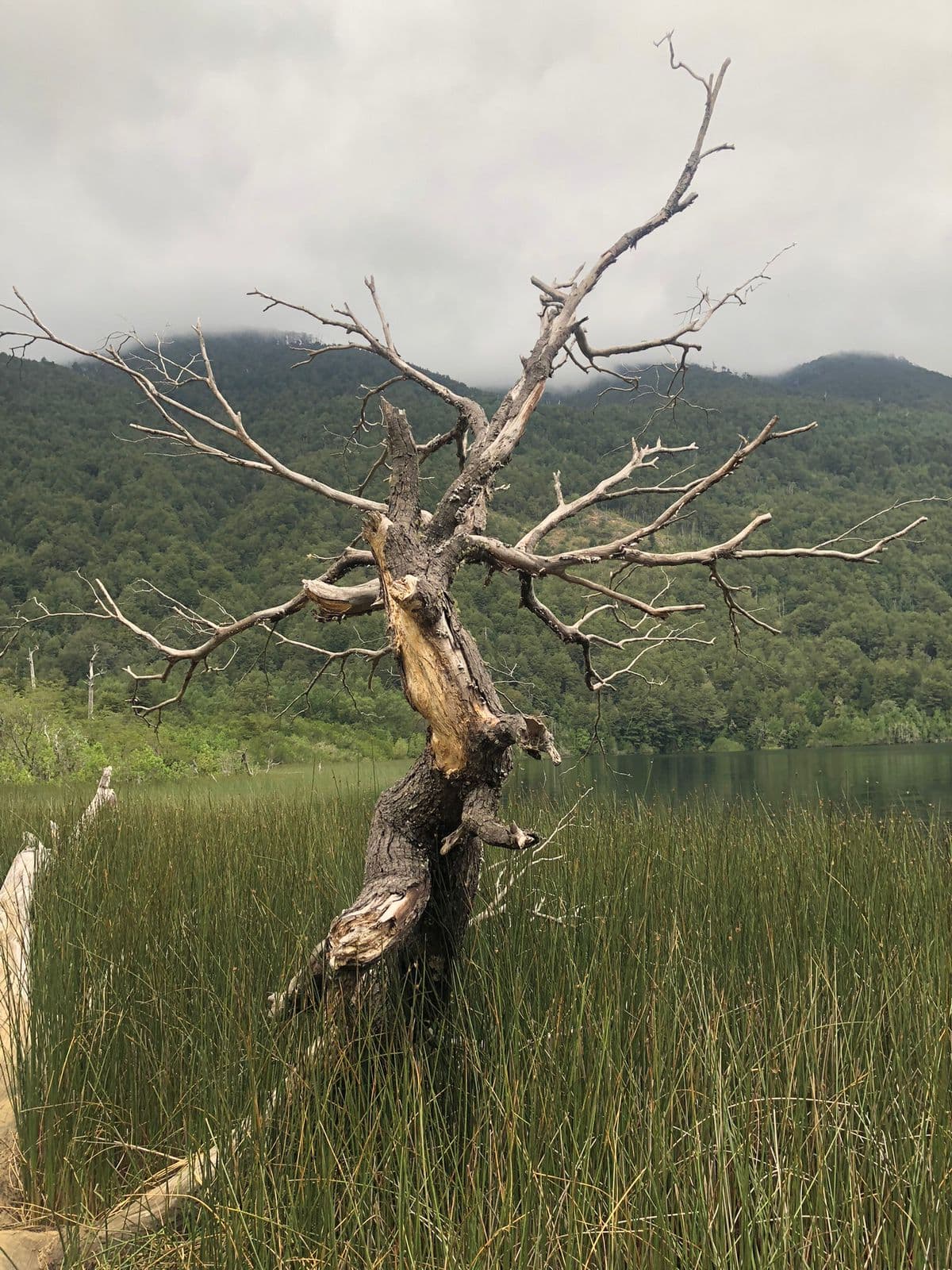 Árbol muerto junto a la orilla del lago Tinquilco con bosque nativo y montañas al fondo