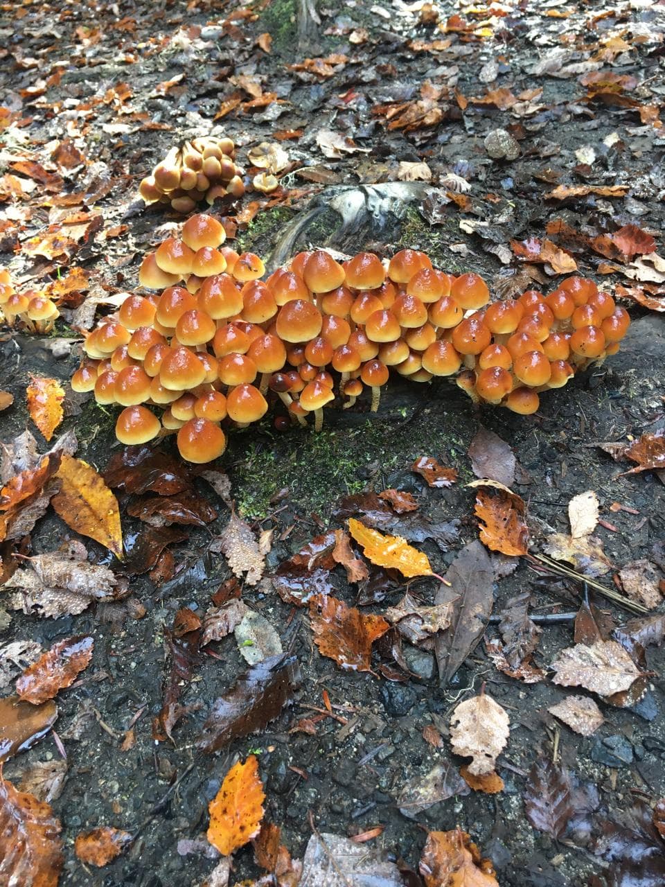 Grupo de hongos naranjas sobre musgo y hojas caídas en el bosque nativo de la cuenca de Tinquilco