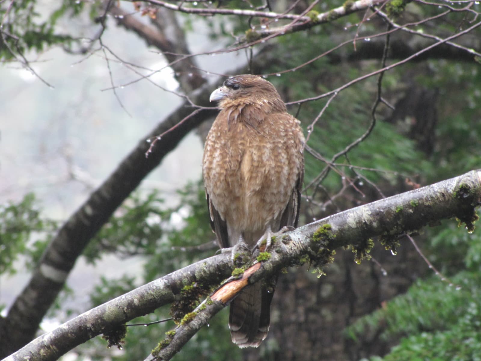 Aguilucho posado en una rama mojada en el bosque nativo de la cuenca de Tinquilco