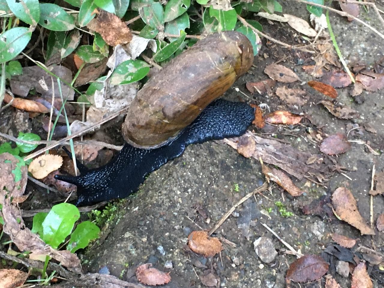 Babosa negra sobre suelo húmedo con hojas caídas en el bosque nativo de la cuenca de Tinquilco