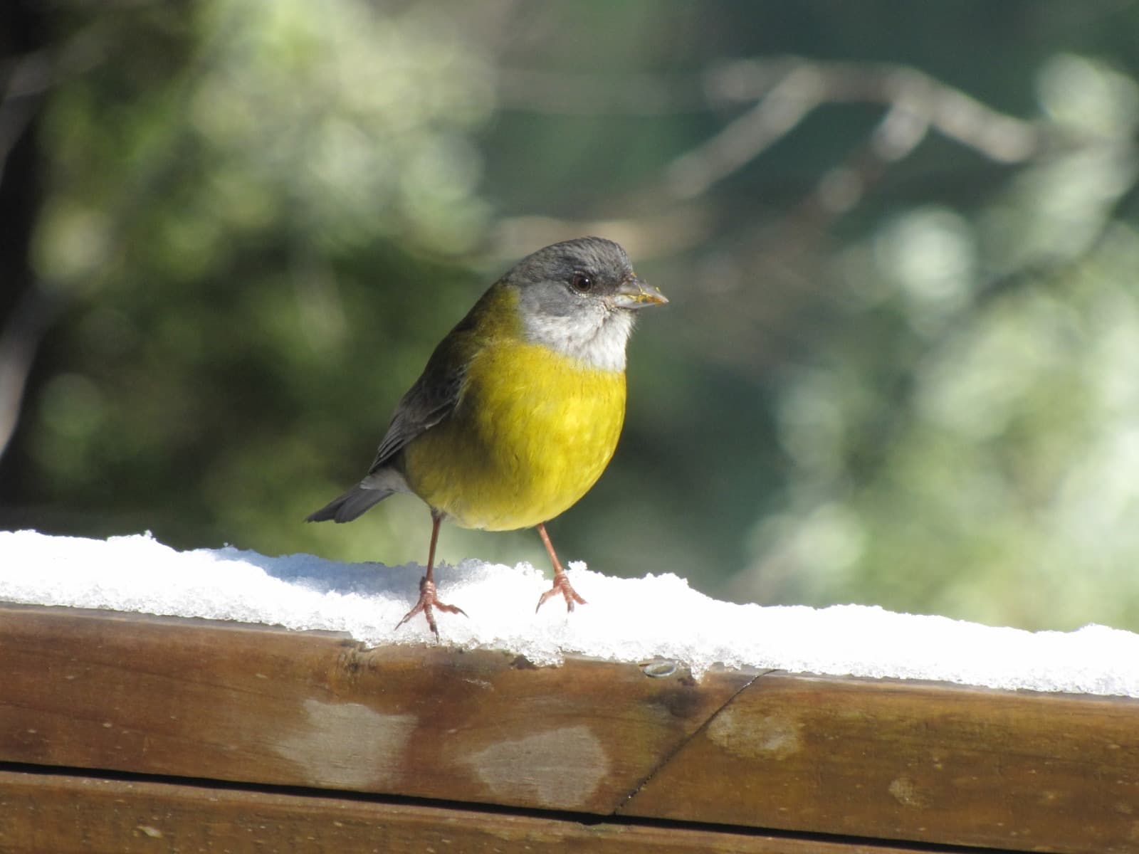Colegial gris y amarillo sobre una baranda nevada en la cuenca de Tinquilco