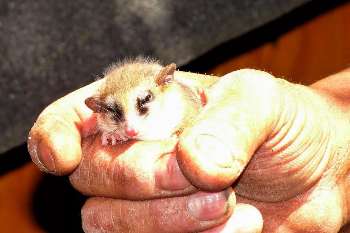 Monito del monte sostenido en la palma de una mano en la cuenca de Tinquilco