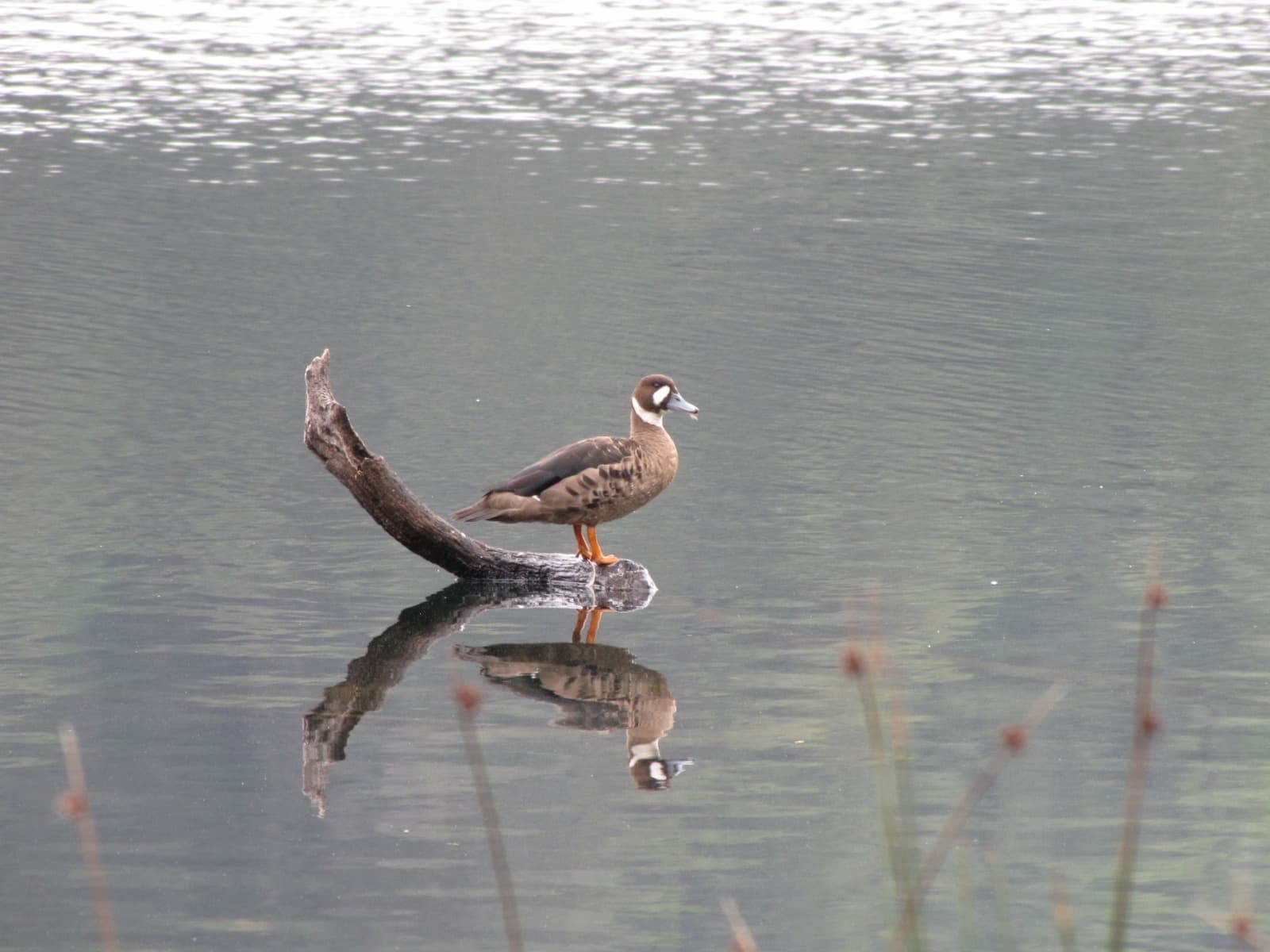 Pato posado sobre un tronco flotante en el Lago Tinquilco reflejado en el agua