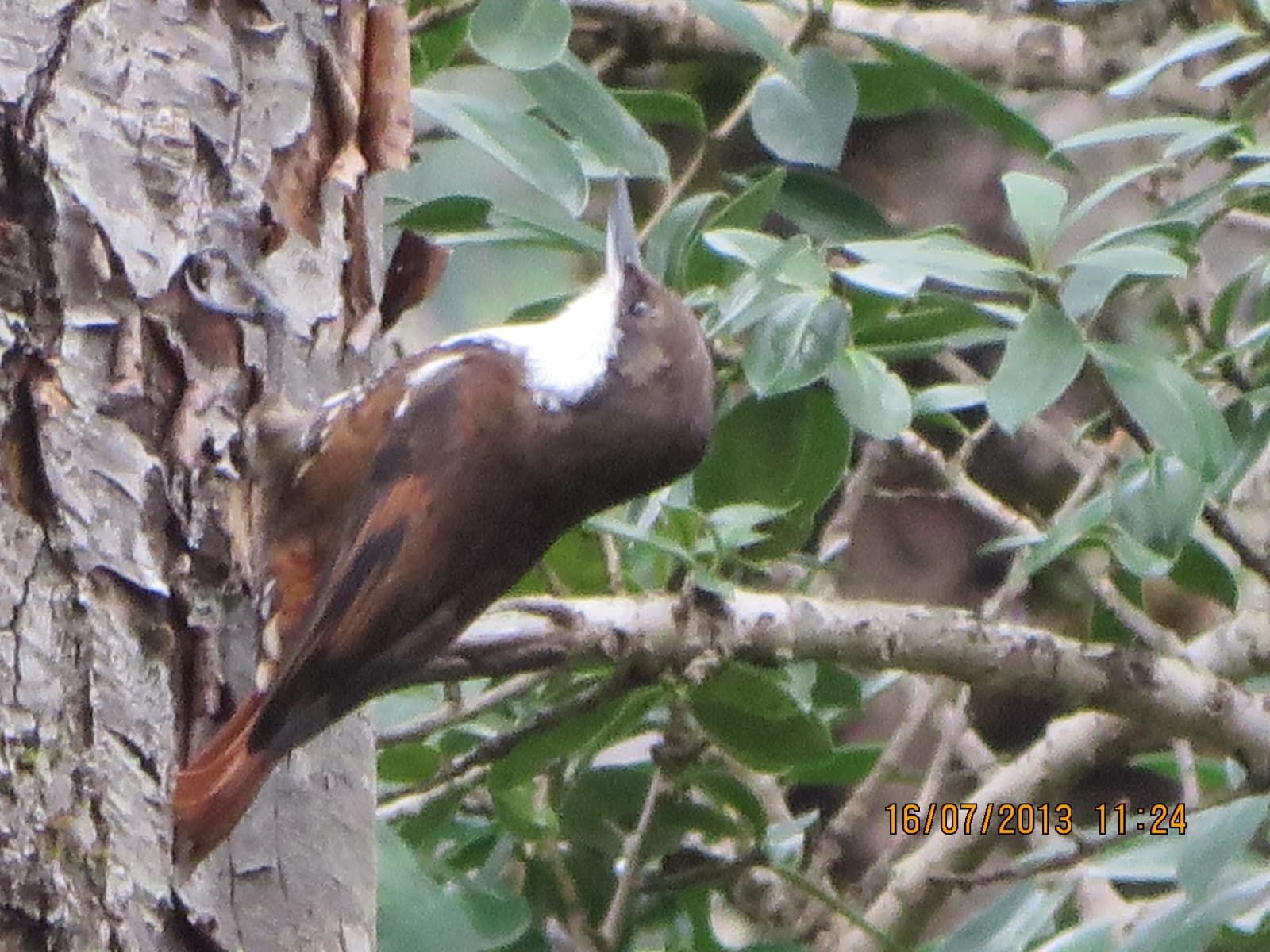 Trepadorcito trepando el tronco de un árbol en el bosque nativo de la cuenca de Tinquilco