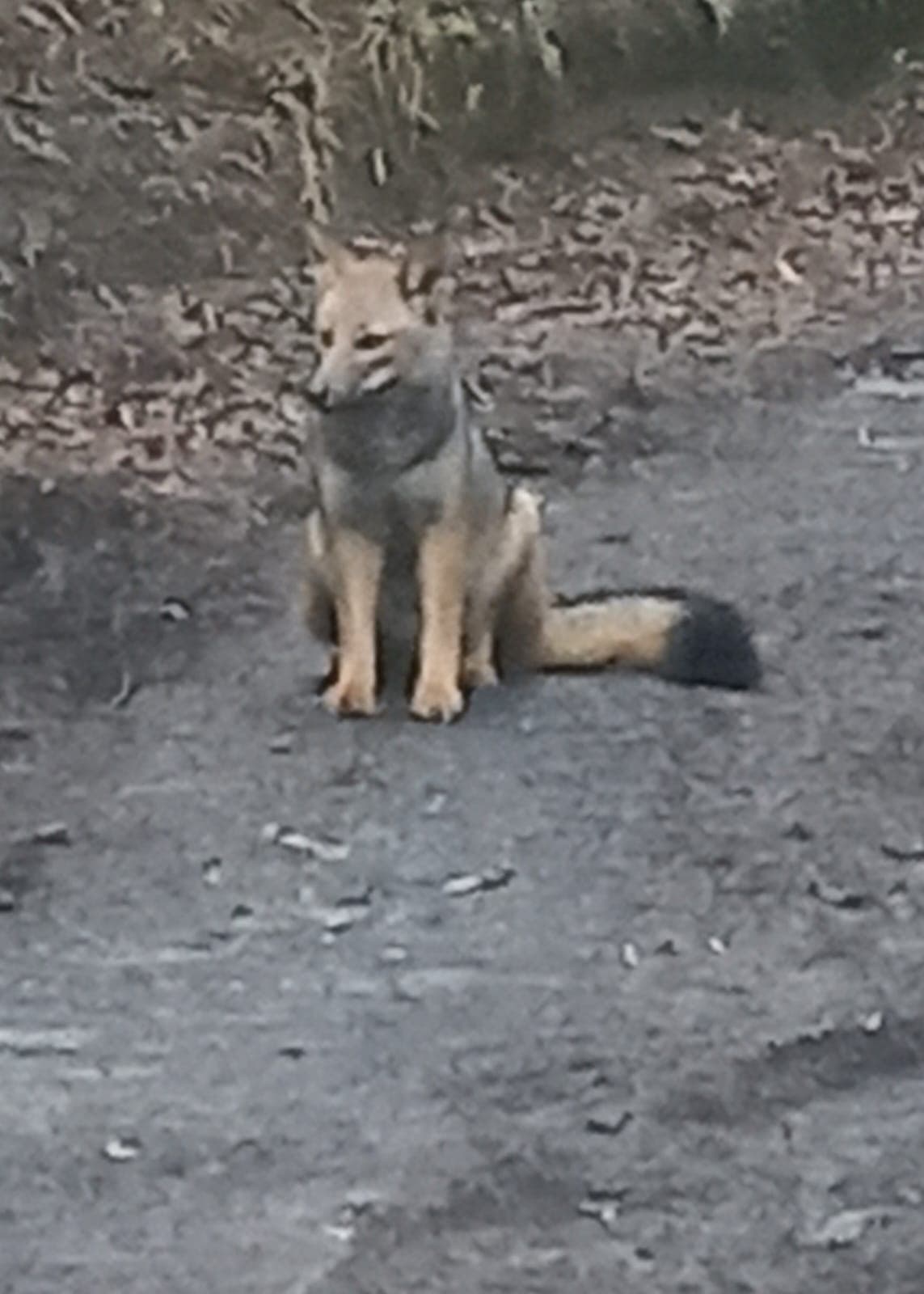 Zorro gris sentado en el sendero del bosque nativo de la cuenca de Tinquilco