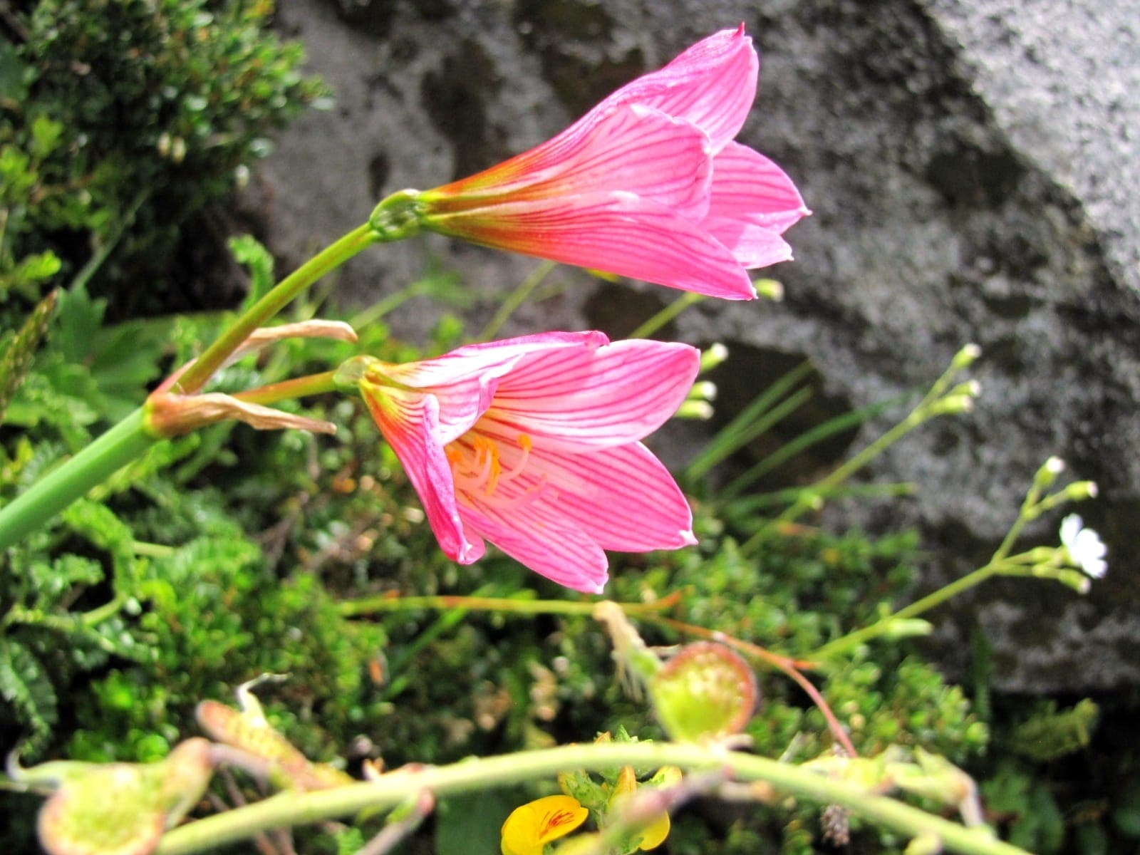 Flores rosadas de amancay en el bosque nativo de la cuenca de Tinquilco
