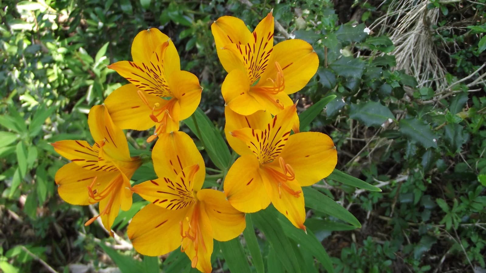 Flores amarillas de amancay (Alstroemeria) en el bosque nativo de la cuenca de Tinquilco