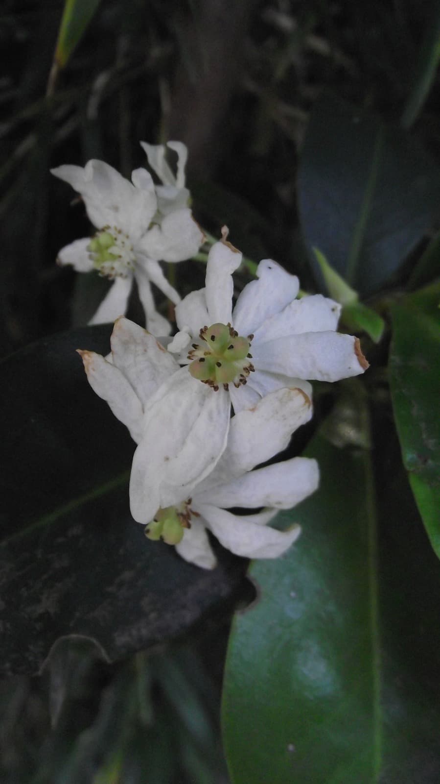 Flor blanca del bosque nativo de la cuenca del Lago Tinquilco