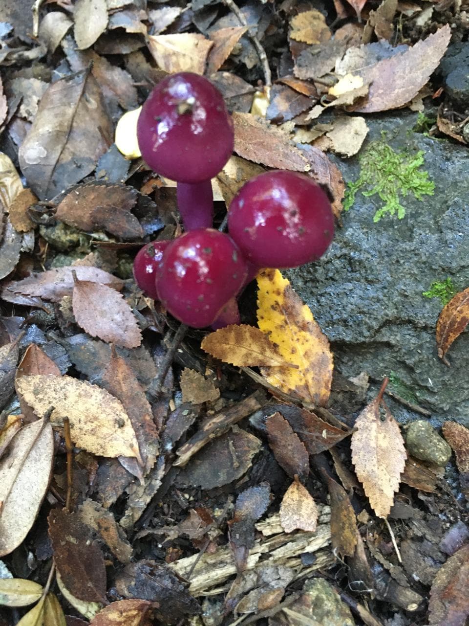 Hongos rojos de forma esférica entre hojas caídas en el bosque nativo de la cuenca de Tinquilco
