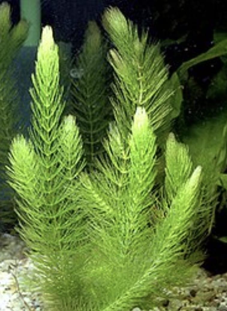 Planta acuática identificada en el Lago Tinquilco durante el monitoreo comunitario